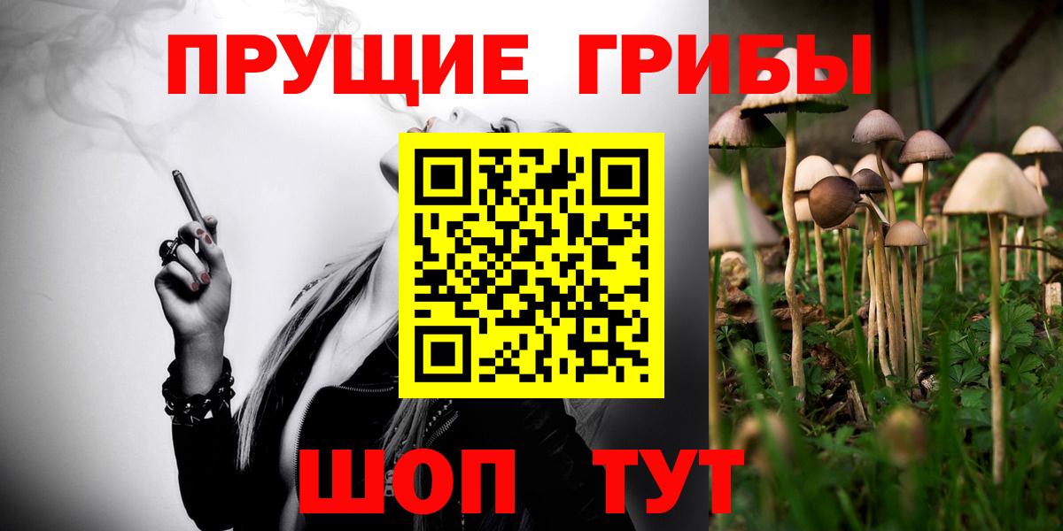 Псилоцибиновые грибы Psilocybe Сокол